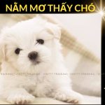 nằm mơ thấy chó-1