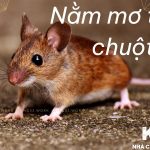 Ý Nghĩa Của Giấc Mơ Thấy Chuột